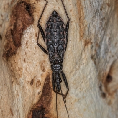 Piestolestes obscurus (Assassin bug) at Belconnen, ACT - 19 Jul 2024 by kasiaaus