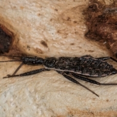 Piestolestes obscurus at Belconnen, ACT - 19 Jul 2024