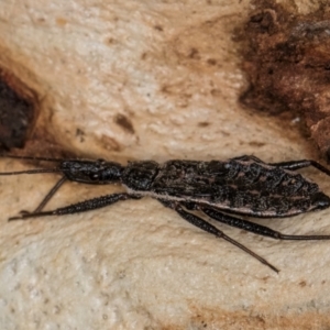 Piestolestes obscurus at Belconnen, ACT - 19 Jul 2024