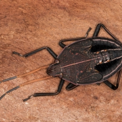 Theseus modestus (Gum tree shield bug) at Belconnen, ACT - 19 Jul 2024 by kasiaaus