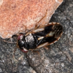Stylogeocoris elongatus (A big-eyed bug) at Melba, ACT - 23 Jul 2024 by kasiaaus
