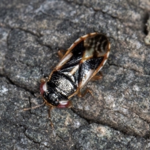 Stylogeocoris elongatus at Melba, ACT - 23 Jul 2024