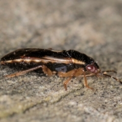 Stylogeocoris elongatus at Melba, ACT - 23 Jul 2024