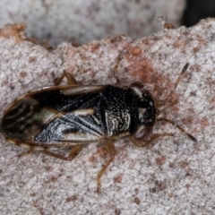 Stylogeocoris elongatus at Melba, ACT - 23 Jul 2024