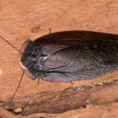 Laxta granicollis (Common bark or trilobite cockroach) at Melba, ACT - 23 Jul 2024 by kasiaaus