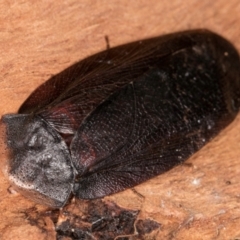 Laxta granicollis at Melba, ACT - 23 Jul 2024 02:34 PM