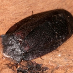 Laxta granicollis at Melba, ACT - 23 Jul 2024 02:34 PM