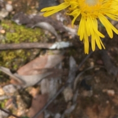 Podolepis jaceoides (Showy Copper-wire Daisy) at Googong, NSW - 13 Nov 2020 by JaneR