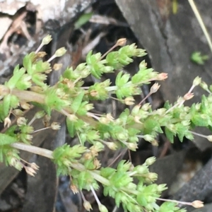 Crassula sieberiana at Googong, NSW - 13 Nov 2020