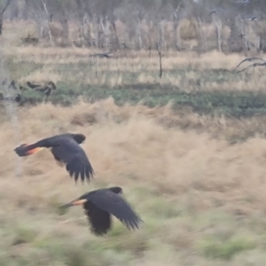 Calyptorhynchus banksii at Lakefield, QLD - 23 Jul 2024