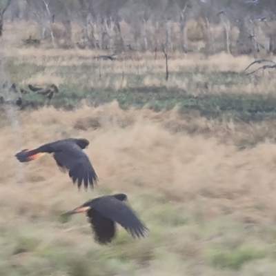 Calyptorhynchus banksii (Red-tailed Black-cockatoo) at Lakefield, QLD - 23 Jul 2024 by Mike