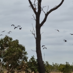 Calyptorhynchus banksii at Lakefield, QLD - 23 Jul 2024