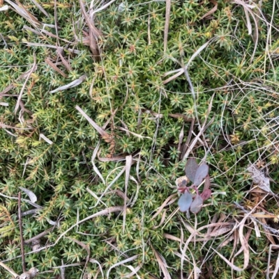 Astroloma humifusum (Cranberry Heath) at Watson, ACT - 22 Jul 2024 by waltraud