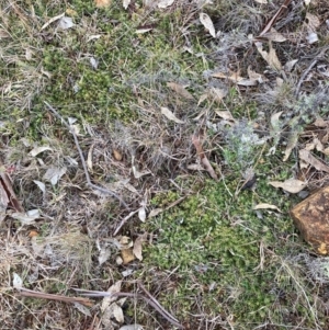 Styphelia humifusum at Watson, ACT - 22 Jul 2024