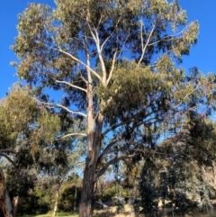 Eucalyptus globulus subsp. bicostata (Southern Blue Gum, Eurabbie) at Hackett, ACT - 23 Jul 2024 by waltraud