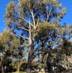 Eucalyptus bicostata (Southern Blue Gum, Eurabbie) at Hackett, ACT - 23 Jul 2024 by waltraud