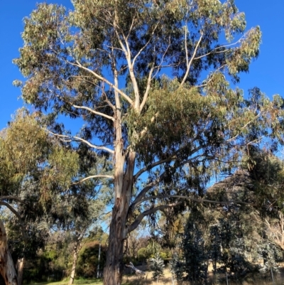 Eucalyptus bicostata (Southern Blue Gum, Eurabbie) at Hackett, ACT - 23 Jul 2024 by waltraud