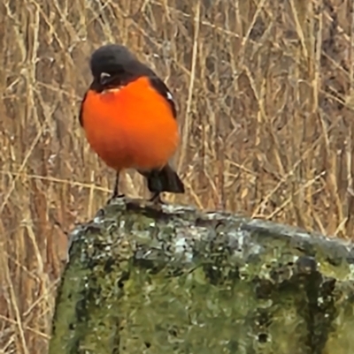 Petroica phoenicea (Flame Robin) at Whitlam, ACT - 23 Jul 2024 by Jiggy