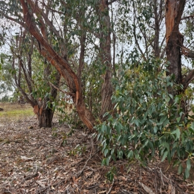Eucalyptus obliqua (Messmate) at Whitlam, ACT - 22 Jul 2024 by Jiggy