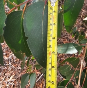 Eucalyptus obliqua at Whitlam, ACT - 22 Jul 2024