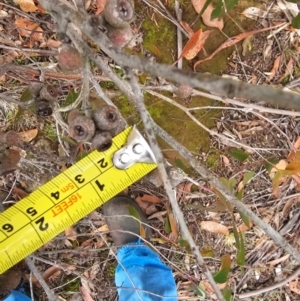 Eucalyptus obliqua at Whitlam, ACT - 22 Jul 2024