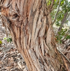 Eucalyptus obliqua at Whitlam, ACT - 22 Jul 2024