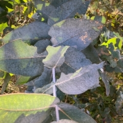 Eucalyptus globulus subsp. bicostata (Southern Blue Gum, Eurabbie) at Hackett, ACT - 23 Jul 2024 by waltraud