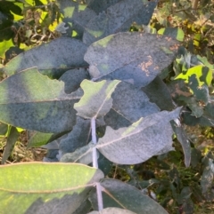 Eucalyptus bicostata (Southern Blue Gum, Eurabbie) at Hackett, ACT - 23 Jul 2024 by waltraud