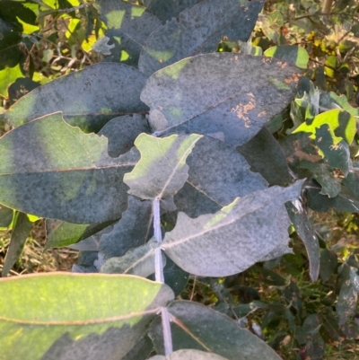 Eucalyptus bicostata (Southern Blue Gum, Eurabbie) at Hackett, ACT - 23 Jul 2024 by waltraud