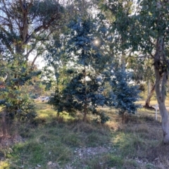 Eucalyptus globulus subsp. bicostata at Hackett, ACT - 23 Jul 2024