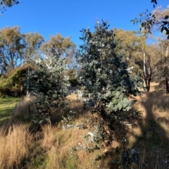 Eucalyptus globulus subsp. bicostata at Hackett, ACT - 23 Jul 2024 03:47 PM