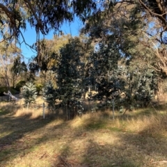 Eucalyptus globulus subsp. bicostata at Hackett, ACT - 23 Jul 2024 03:47 PM