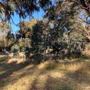 Eucalyptus globulus subsp. bicostata at Hackett, ACT - 23 Jul 2024