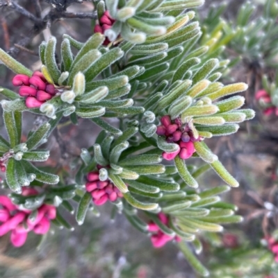 Grevillea lanigera (Woolly Grevillea) at Cotter River, ACT - 30 Apr 2021 by lbradley