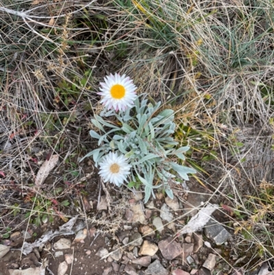 Leucochrysum alpinum (Alpine Sunray) at Cotter River, ACT - 30 Apr 2021 by lbradley