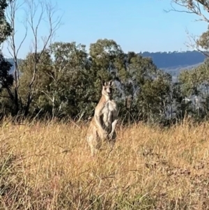 Macropus giganteus at Kambah, ACT - 19 Apr 2021