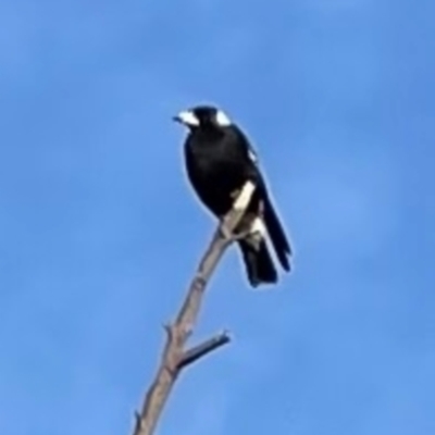 Gymnorhina tibicen (Australian Magpie) at Greenway, ACT - 18 Apr 2021 by lbradley