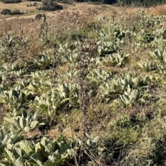 Verbascum thapsus subsp. thapsus (Great Mullein, Aaron's Rod) at Greenway, ACT - 18 Apr 2021 by lbradley