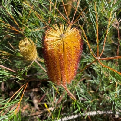 Banksia spinulosa var. spinulosa (Hairpin Banksia) at Kangaroo Valley, NSW - 12 Apr 2021 by lbradley