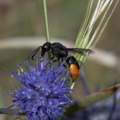 Hyleoides concinna at Gungahlin, ACT - 2 Jan 2024 by pixelnips