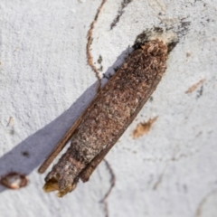Trigonocyttara clandestina (Less-stick Case Moth) at Melba, ACT - 23 Jul 2024 by kasiaaus