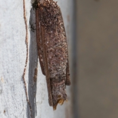 Trigonocyttara clandestina at Melba, ACT - 23 Jul 2024 02:39 PM