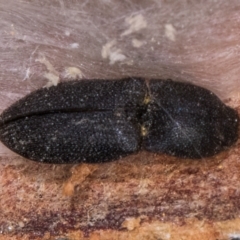 Agrypnus sp. (genus) (Rough click beetle) at Flynn, ACT - 23 Jul 2024 by kasiaaus