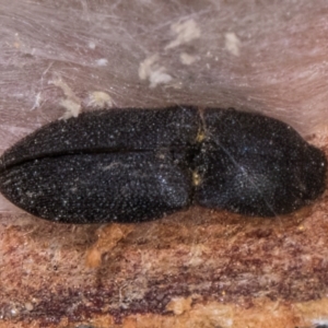 Agrypnus sp. (genus) at Flynn, ACT - 23 Jul 2024