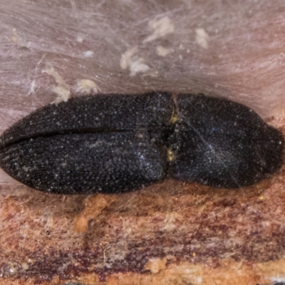 Agrypnus sp. (genus) (Rough click beetle) at Flynn, ACT - 23 Jul 2024 by kasiaaus