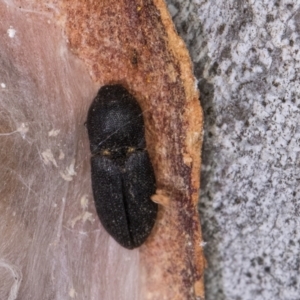 Agrypnus sp. (genus) at Flynn, ACT - 23 Jul 2024 02:42 PM