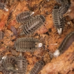 Unidentified Millipede (Diplopoda) at Flynn, ACT - 23 Jul 2024 by kasiaaus