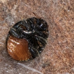 Coccinellidae (family) at Flynn, ACT - 23 Jul 2024 02:45 PM