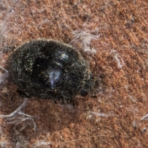 Coccinellidae (family) at Flynn, ACT - 23 Jul 2024 02:45 PM