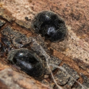 Coccinellidae (family) at Flynn, ACT - 23 Jul 2024 02:45 PM